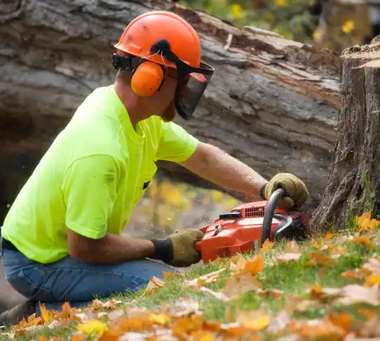 tree services Sodus Point